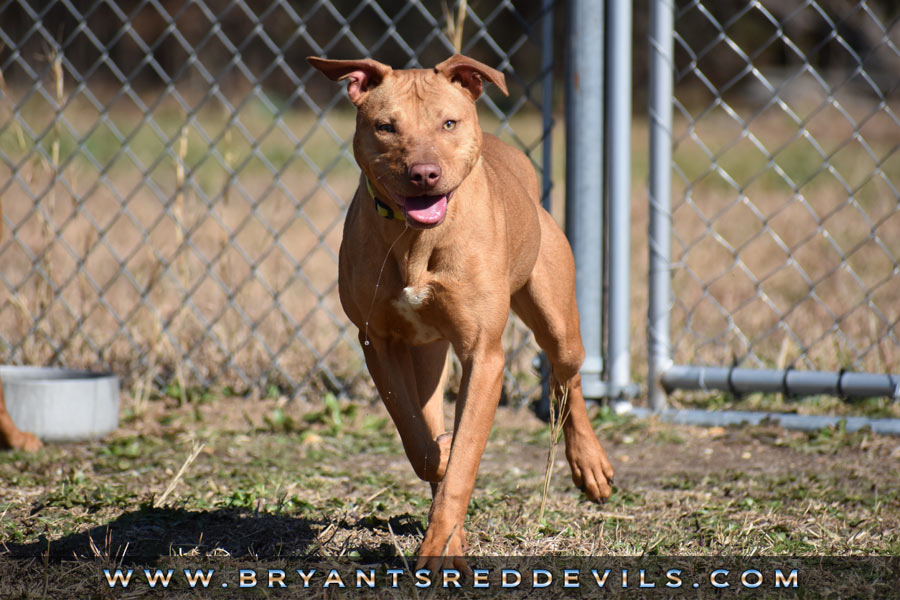 Female Red Nose American Pit Bull Terrier