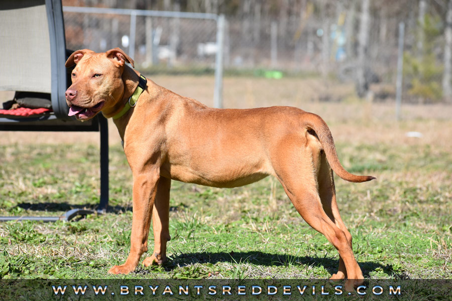 Female Old Family Red Nose Pit Bull