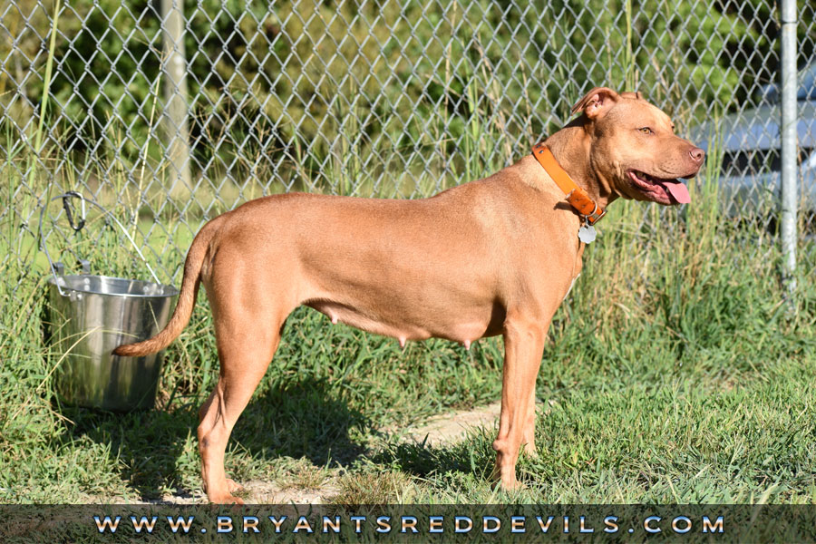 Female Old Family Red Nose Pit Bull