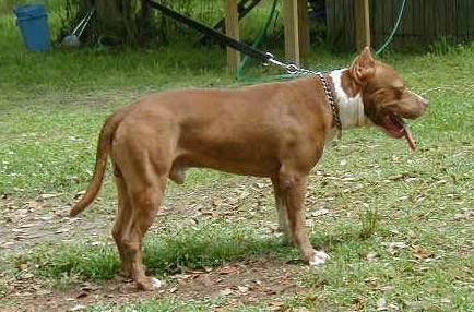 Garay's Apachee Warrior