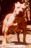 Red Nose Pit Bull Camarano's Buster Jo