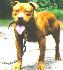 Red Nose Pit Bull Camelot's Rajun Cajun