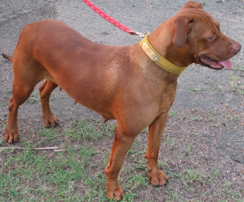 Gentry's Cater's Dixie Lee, Female Pit Bull