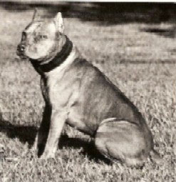 Red Nose Pit Bull Hearns Little Red Baron II
