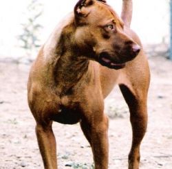 High's Red Amber, Female Pit Bull