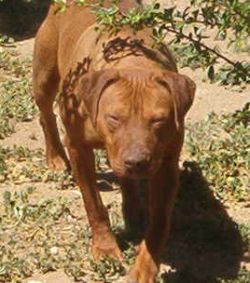 High's Red Ripper, Male Red Nose Pit Bull
