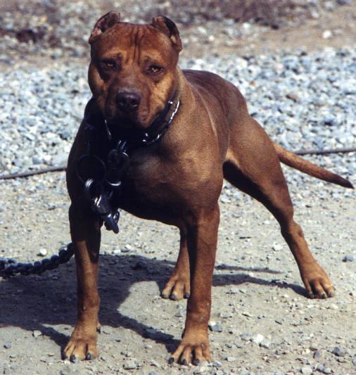 High's Red Roscoe, Male Red Nose Pit Bull