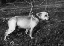 Buckskin Pit Bull James Crenshaw's Jeep