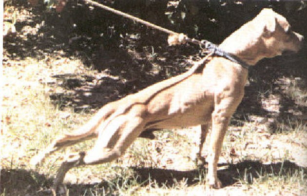 Buckskin Pit Bull James Crenshaw's Jeep