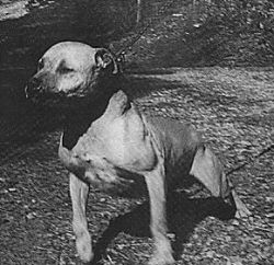 Buckskin Pit Bull James Crenshaw's Jeep