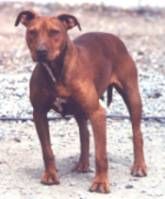 Lewis' Red Brandy, Female Pit Bull