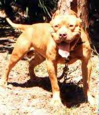 Red Nose Pit Bull Camelot's The Duke