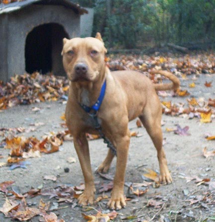 english blue nose pitbull