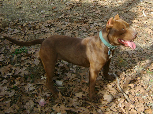 Bittersweet a Female Red Nose Pit Bull