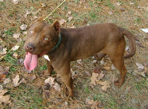 chocolate pitbull nose dark puppy bittersweet semi sweet dogs milk