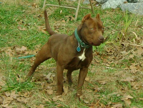 american pitbull terrier 1 a bryant u0027s bittersweet chocolate female red nose american pit bull american pitbull terrier 1 a bryant u0027s bittersweet chocolate female red nose american pit bull