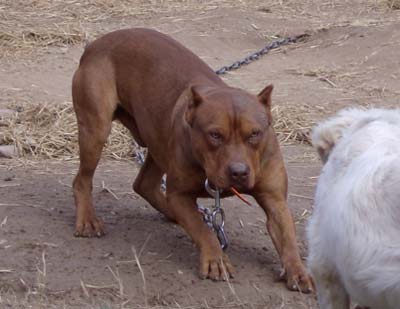 Male Red Red Nose American Pit Bull Terrier