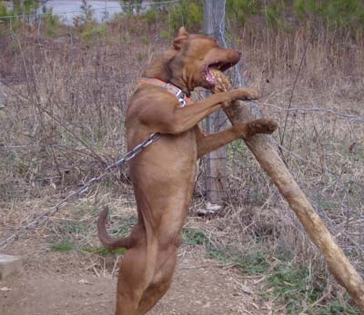 Red Red Nose American Pit Bull Terrier