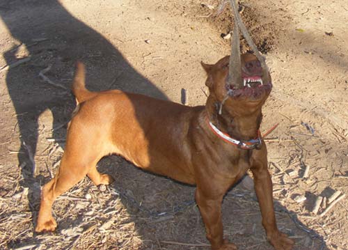 Red Nose Pitbull Stud