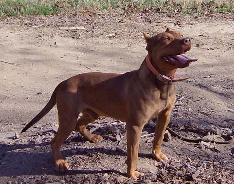 Red Nose Pitbull Stud