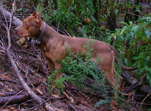 Red Nose Pitbull Stud