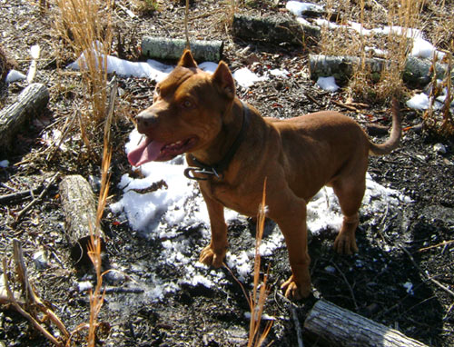 Red Nose Pitbull Stud