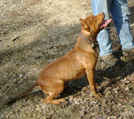 Red Nose Pitbull Stud