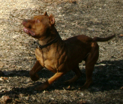 Red Nose Pitbull Stud