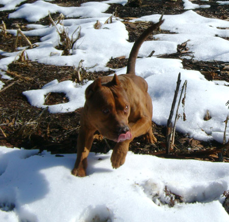 Red Nose Pitbull Stud