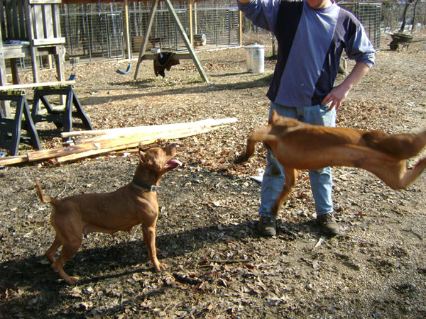 Pit Bulls Playing