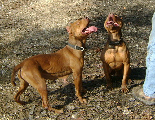 Pit Bulls Playing