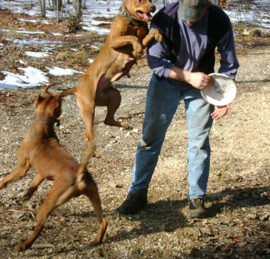 Pit Bulls Playing