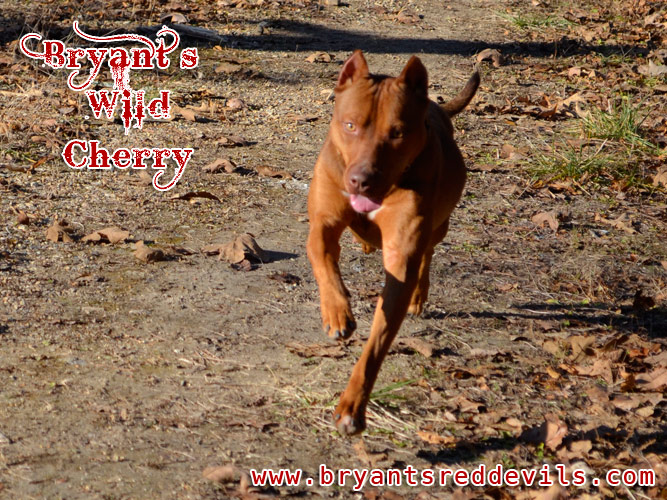 Female Red Nose Pitbull