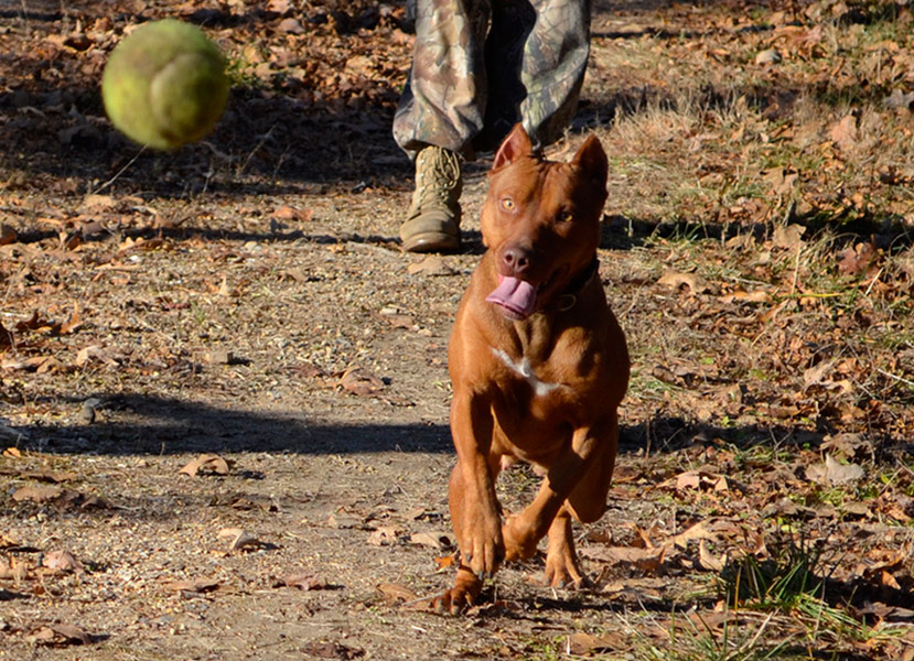 Female Red Nose Pitbull