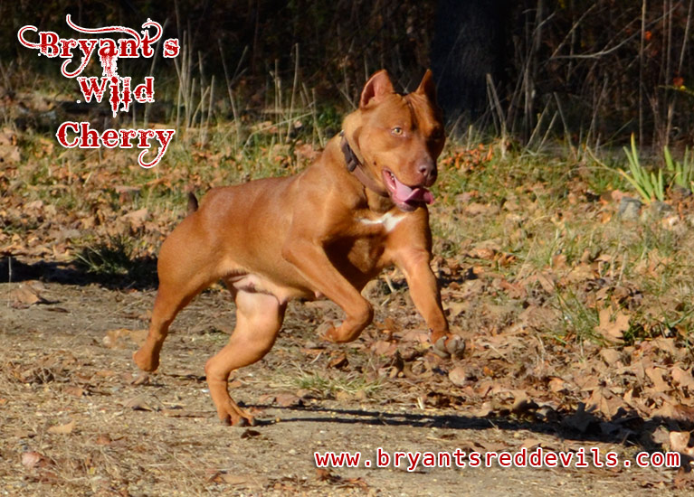 Cherry a Female Red Nose Pit Bull