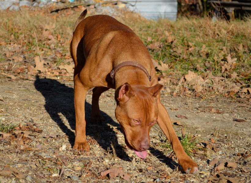 Female Red Nose Pitbull