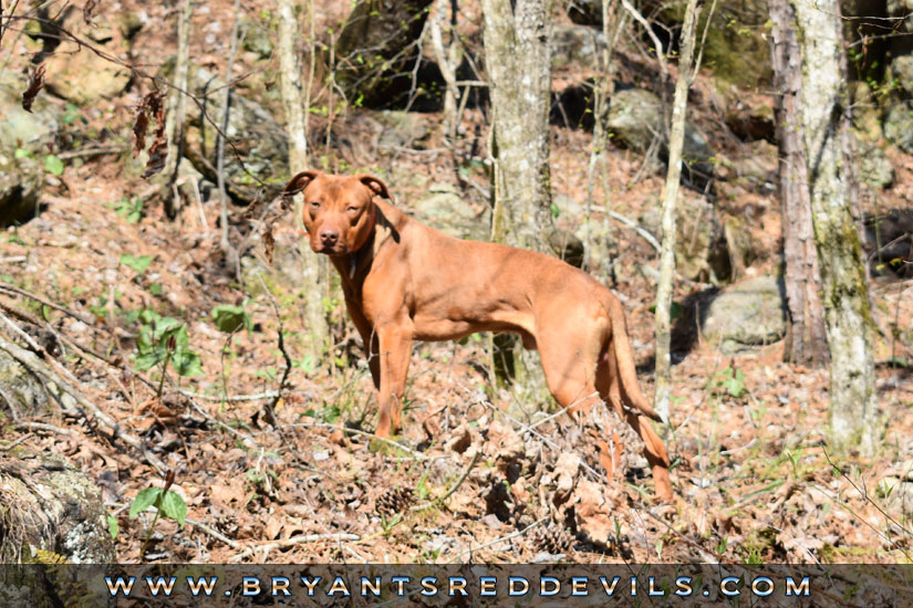 Chief a Male Red Nose Pit Bull