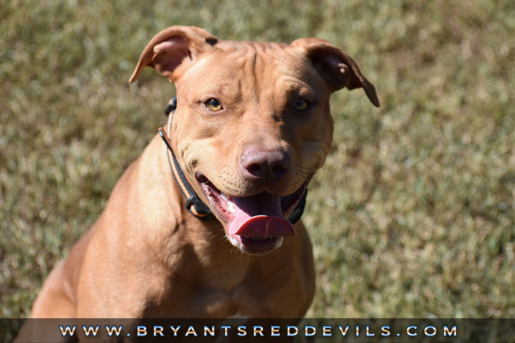 Female Old Family Red Nose Pit Bull