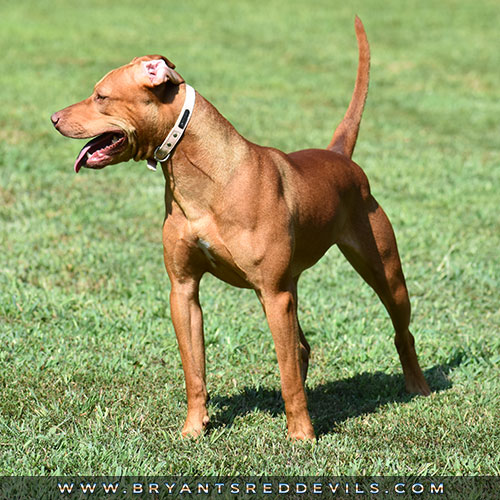 Female Red Nose American Pit Bull Terrier