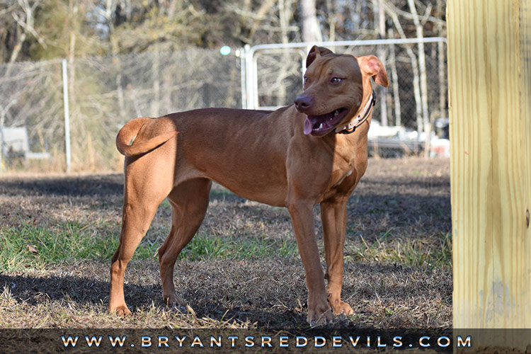 Female Old Family Red Nose Pit Bull