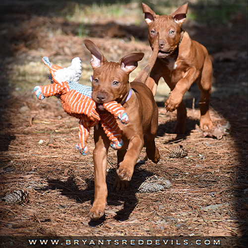Red Nose Pit Bull Puppies for Sale