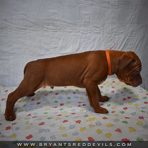 Red Nose Pit Bull Puppies for Sale
