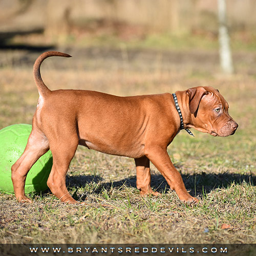 Red Nose Pit Bull Puppies for Sale