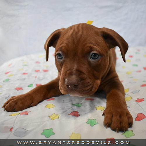 Red Nose Pit Bull Puppies for Sale
