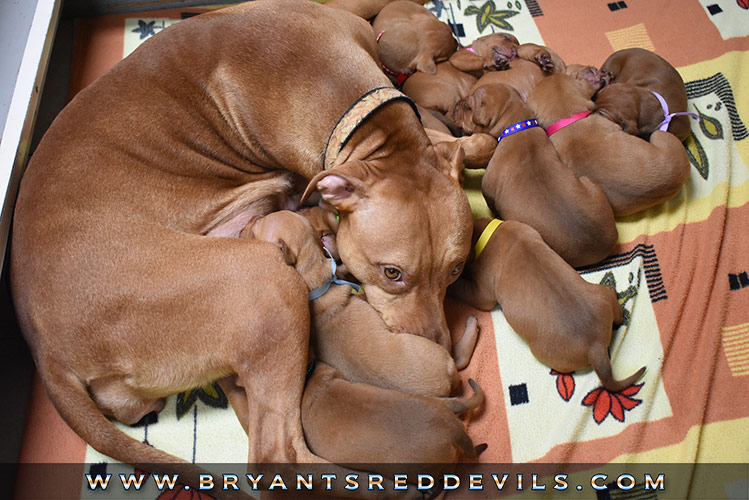 Red Nose Pit Bull Puppies for Sale