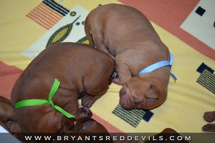 Red Nose Pit Bull Puppies for Sale
