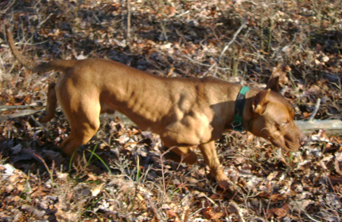 Bryant's Clyde, Male Red Nose Pit Bull