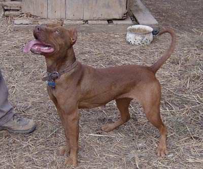 Dixie a Female Red Nose Pit Bull