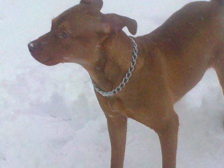 Red Female Red Nose Pit Bull