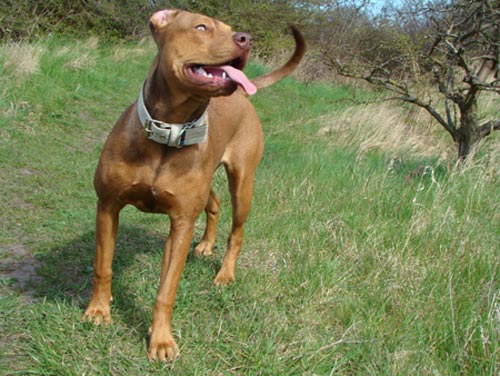 Red Female Red Nose Pit Bull